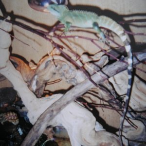 fish_065