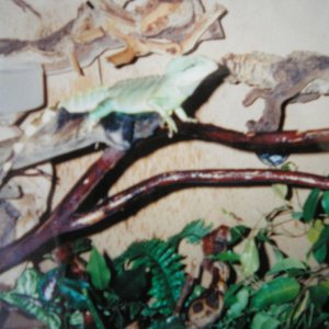 fish_067