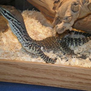 reptiles_056