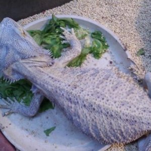 can someone tell me her morph?