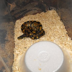 2009111
