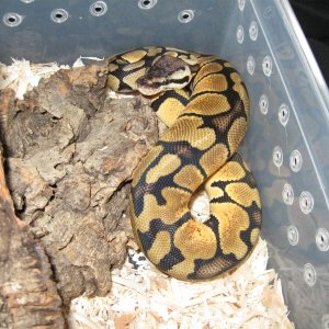 Psyche - Late 2008 Lemon Pastel BP
