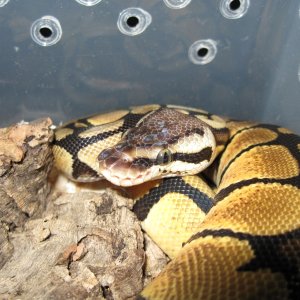 Psyche - Late 2008 Lemon Pastel BP
