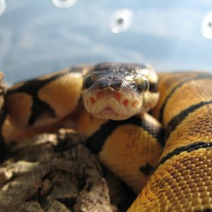 Psyche - Late 2008 Lemon Pastel BP