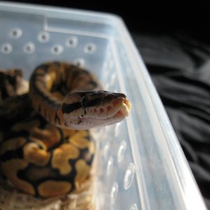 Psyche - Late 2008 Lemon Pastel BP