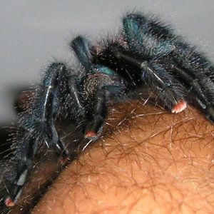 Pink toe pics