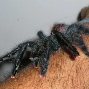 Pink toe pics