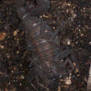 Tiyus (hehe) Metuendus