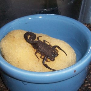 t. metuendus on a 3" bowl