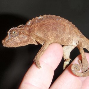 red jackson's female