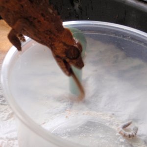 red jackson's female
