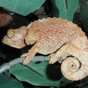 red jackson's female