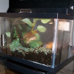 tityus home