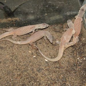Yellow Ackies