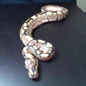 09 spider 50% het hypo # 2