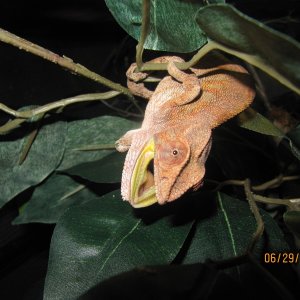 Sambava Panther Chameleon