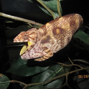 Sambava Panther Chameleon