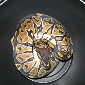 Romeo and Juliet's 2009 clutch