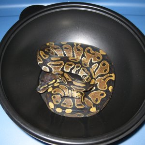 Romeo and Juliet's 2009 clutch