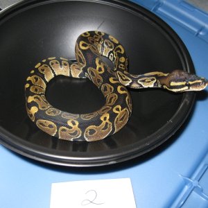 Romeo and Juliet's 2009 clutch