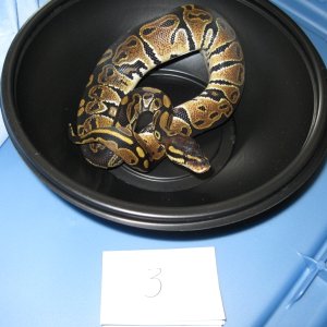 Romeo and Juliet's 2009 clutch