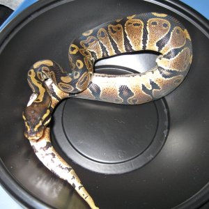 Romeo and Juliet's 2009 Clutch