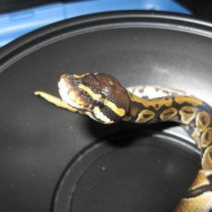 Romeo and Juliet's 2009 Clutch