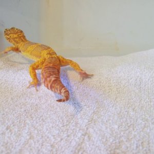 Leo- Sunglow