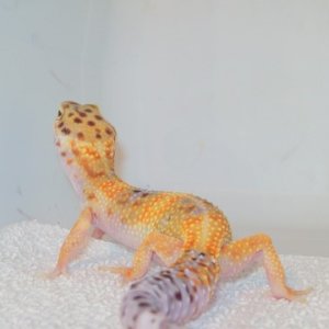 Leo- Unknown Morph
