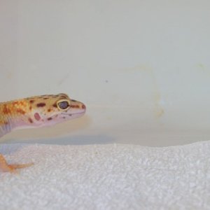 Leo- Unknown Morph eye shot