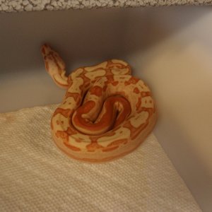09 Female Motley Sunglow