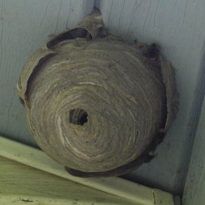 Hornets