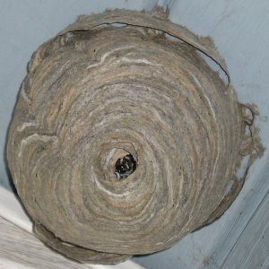 Hornets
