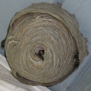 Hornets