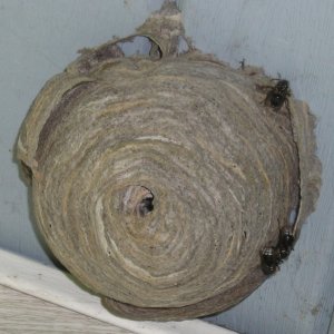 Hornets