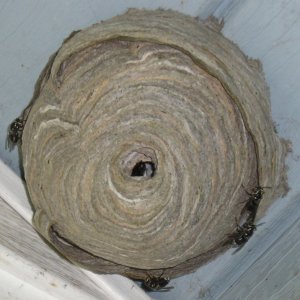 Hornets