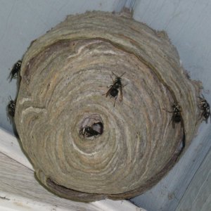 Hornets