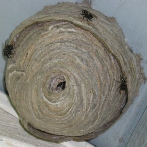 Hornets