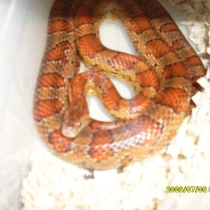 SL371264