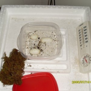 eggs