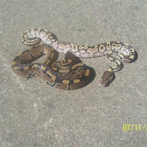 Male Lesser and sib