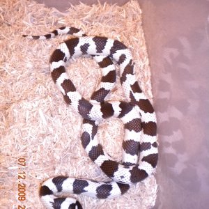 Cal_King_7-12-09