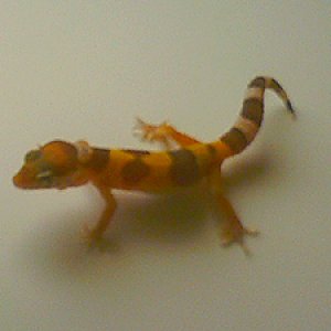 Tremper het Raptor