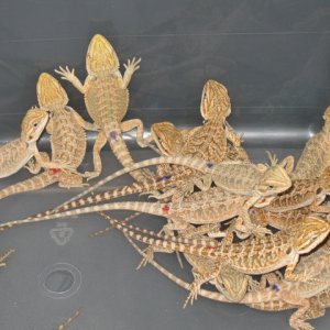 20 lot