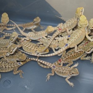 20 lot