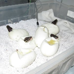 Oscar and Maia's clutch 2009
