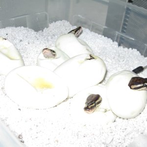 Oscar and Maia's clutch 2009