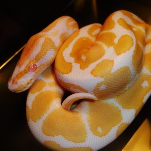 ZEUS AGAIN!!