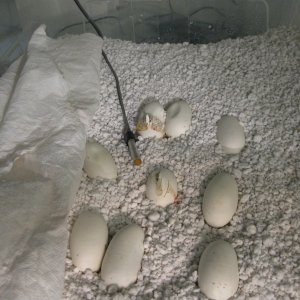 Cosmo and Wanda's eggs at Day 49