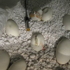 Cosmo and Wanda's eggs at Day 49
